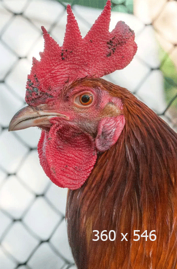 team member portrait